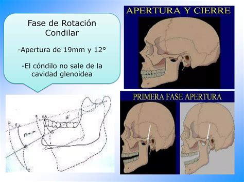 Dinamica Mandibular Ppt