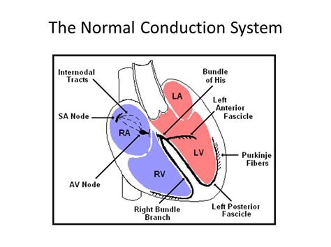 Cardiac Conduction System Ecg