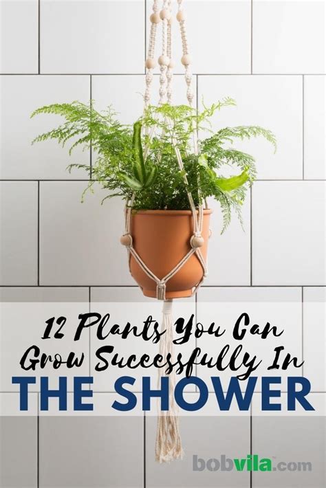 Plants You Can Grow Successfully In The Shower Shower Plant