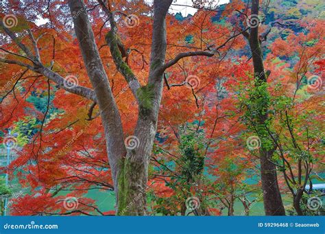 Autumn Leaves of Arashiyama Stock Photo - Image of tourist, leaf: 59296468