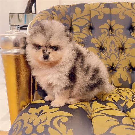 Exotic Pomeranian Teacup Teddy Bear Blue Merle Tony - Master Bulldogs Miami