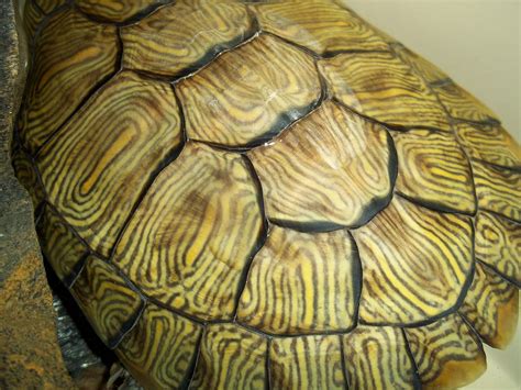 Turtle Shell Pattern - Cliparts.co