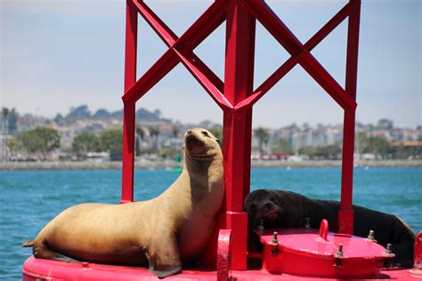 Img6730 Hornblower Cruises Sea Lion Adventure Cruise Fe Flickr