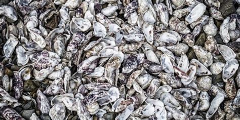 Valorisation Of Shellfish Shell Waste FS113 Seafood Innovation Fund