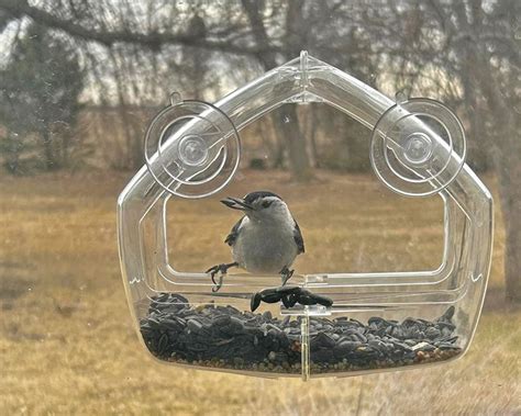 Window Bird Feeders for Up-Close Bird Watching - Avian Report