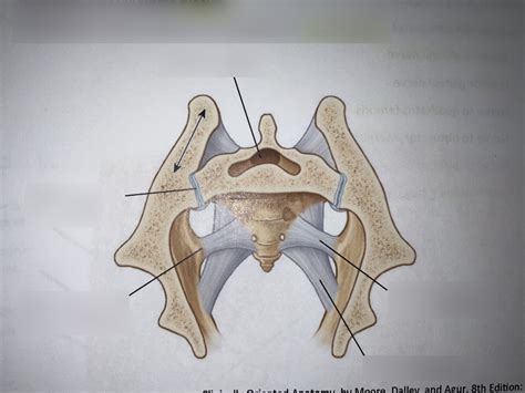 Sacroiliac Joint Diagram Quizlet