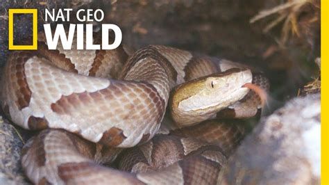 What You Need To Know About Copperhead Snakes Nat Geo Wild Youtube