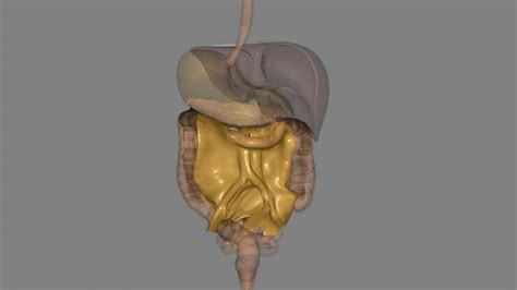 Premium Photo | Mesenterytransverse mesocolon and sigmoid mesocolon