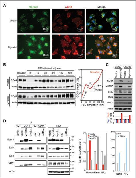 Figure 4 From Moesin Is A Glioma Progression Marker That Induces