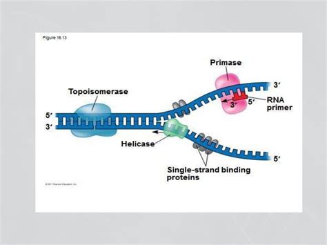 Enzymes involved in dna replication