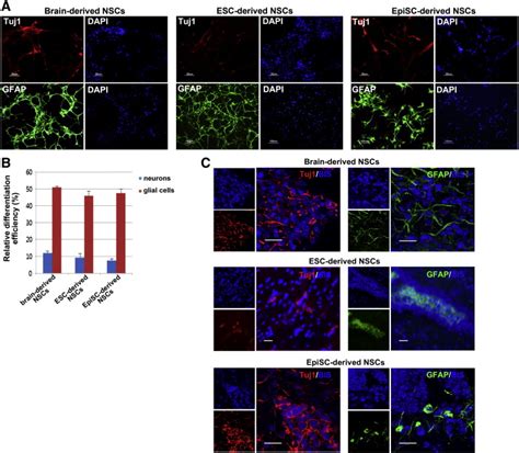 Differentiation Potential Of Epiblast Stem Cells EpiSCs Into Neurons