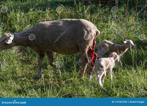 Newborn Lamb After Mother Sheep Giving Birth Stock Image Image Of