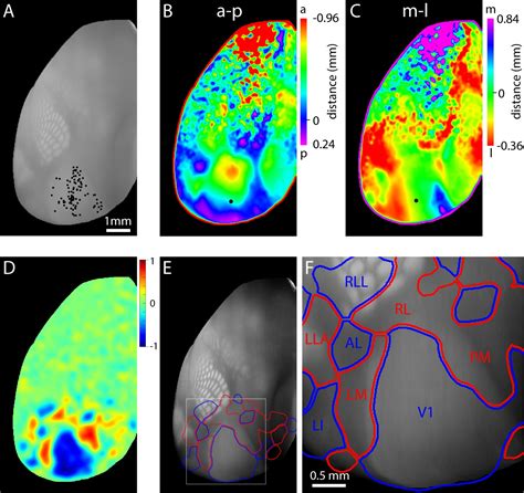 An Extended Retinotopic Map Of Mouse Cortex ELife