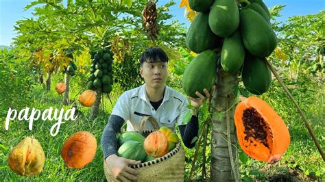 Harvest Fresh Papaya Goes To Market Sell Cooking Fresh Papaya Salad