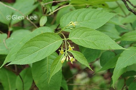 Diervilla lonicera photos Saskatchewan Wildflowers