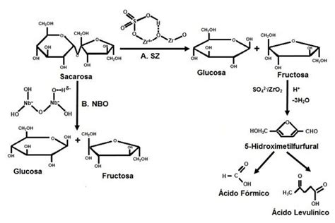 Esquema De Reacci N Para La Inversi N De Sacarosa Sobre Catalizadores