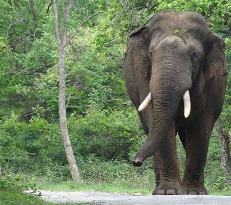 Indian Elephant Habitat