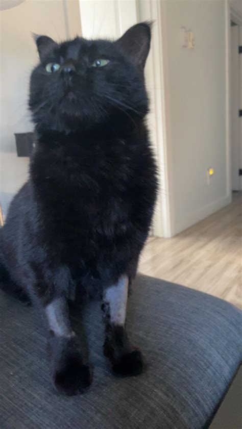 what causes pancreatitis in cats 4