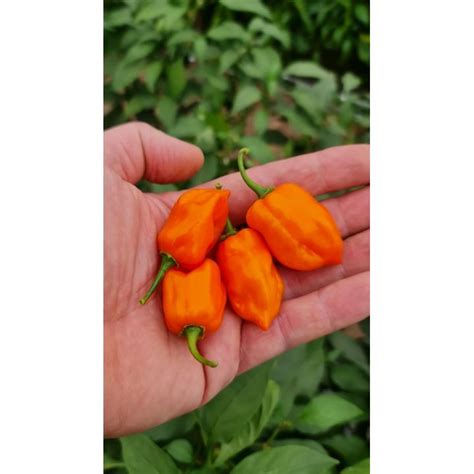 Seme Habanero Orange Ili Pipp Online Shop Scharfe Saucen Und