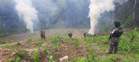 Polic A Militar Asegura E Incinera Cuatro Manzanas De Plantaci N De