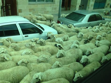 Si on arrêtait de manger les animaux est ce quils nous envahiraient