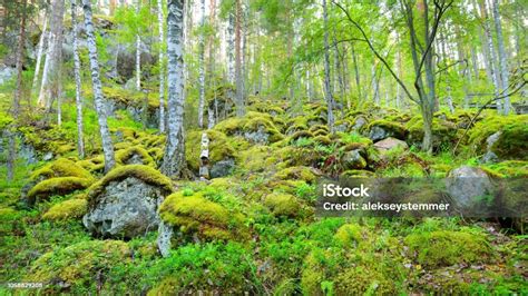 Forest On Granite Rocks And Canyons In Finland Stock Photo Download