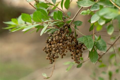 2000 Henna Plant Seeds Mehandi Plant Seeds Lawsonia Inermis Etsy