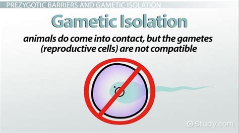 Gametic Isolation | Overview & Examples - Lesson | Study.com