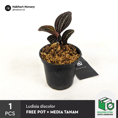 Jual Habitart Jawel Orchid Ludisia Discolor Tanaman Hias Terrarium