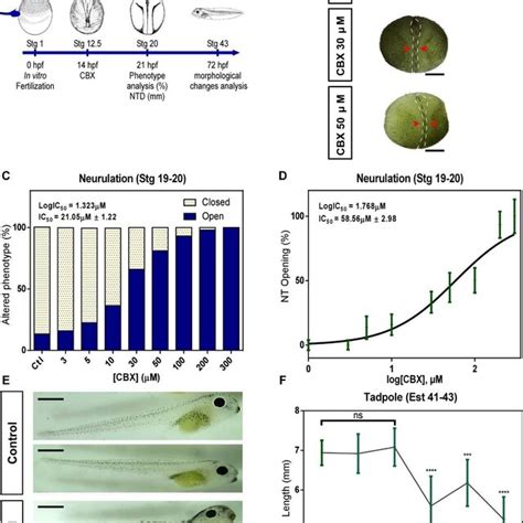 Pharmacological Blockade Of Cxs With Cbx Induces Ntds A The Diagram