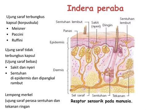 Sistem Indra Pada Manusia Ppt