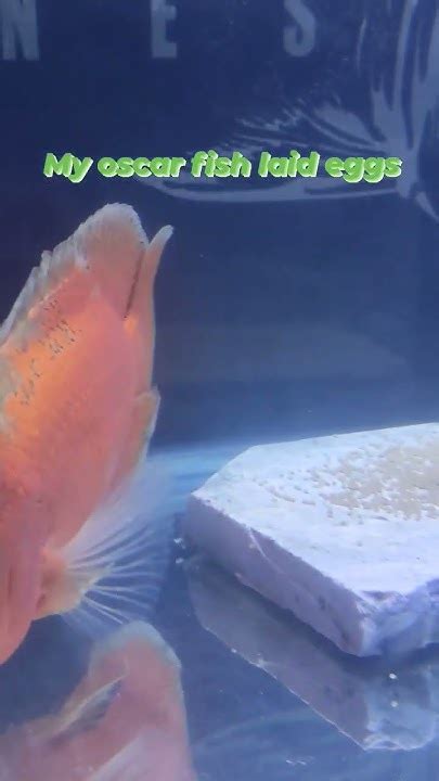 Oscar Fish Breeding Youtube