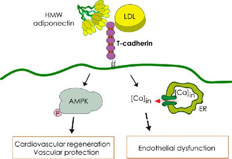 T Cadherin Is A Receptor For Two Ligands Hmw Adiponectin Binding To