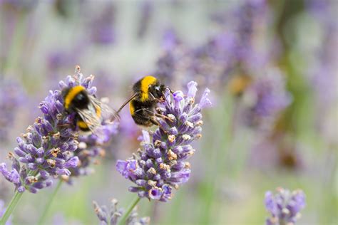 Wildflowers Beloved By Bees Turfonline Nurturing