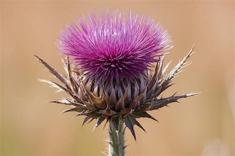 Premium Photo An Isolated Dried Thistle Flower In A Field