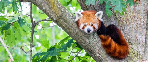 Red Panda Day: Celebrating the Endangered Icon of the Himalayas – Pop ...