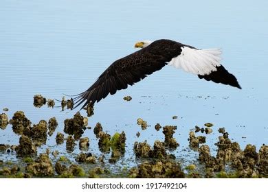 Bald Eagle Hunting Fish Stock Photo 1917492104 | Shutterstock