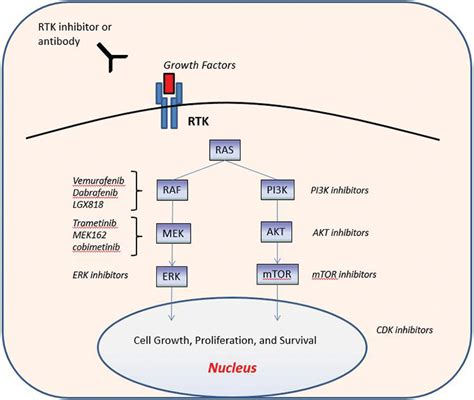 BRAF Mutation in Colorectal Cancer | IntechOpen