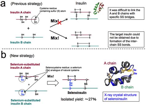 Successful synthesis of a new insulin analogue