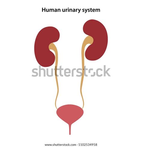 Human Urinary System Vector Illustration Stock Vector Royalty Free 1102534958