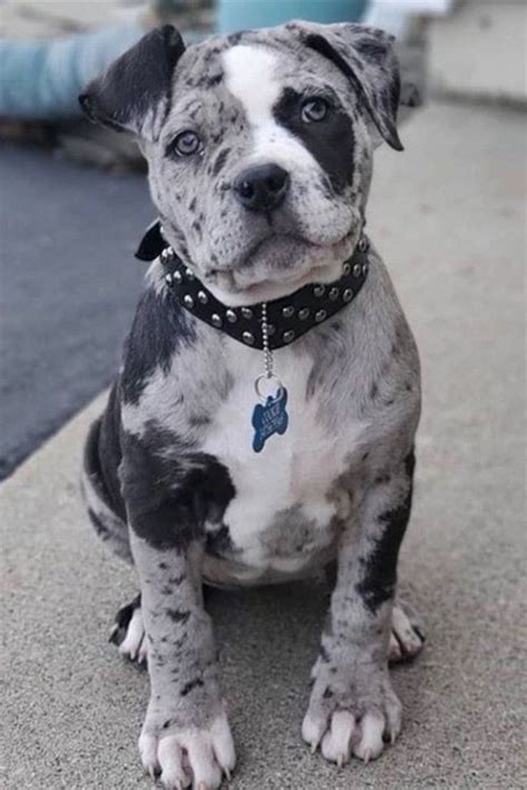 Pitbull mix: 15 Blue Heeler Pitbull Mix ideas to save today | blue