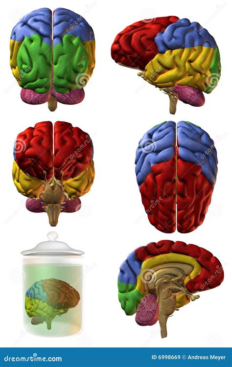 D Human Brain Stock Illustration Image Of Matter Model