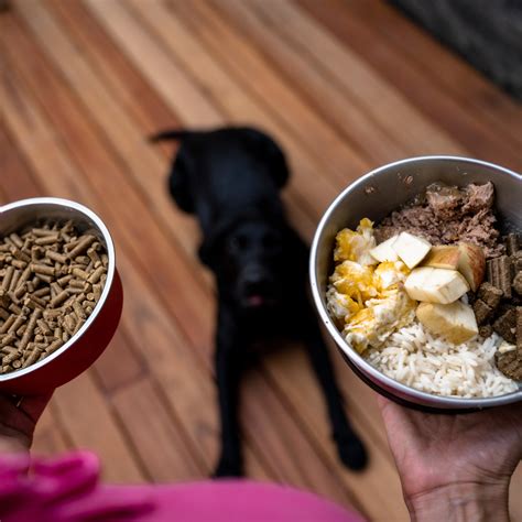 Understanding Food Allergies in Dogs: Causes, Signs, and Genetics