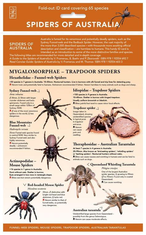 Spiders Of Australia