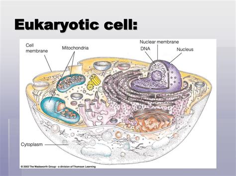 Eukaryotic Cell Structure And Function