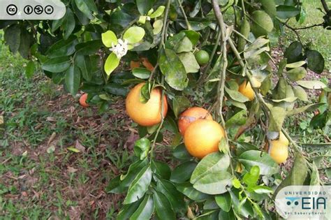 Naranjo Dulce Citrus Sinensis