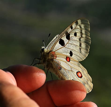 Huesca Y La Sierra De Guara Mariposas Apolo Parnassius Apollo Carl Von