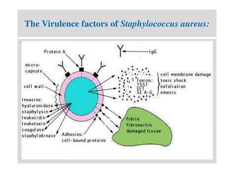 Ppt Medical Bacteriology Powerpoint Presentation Free Download Id