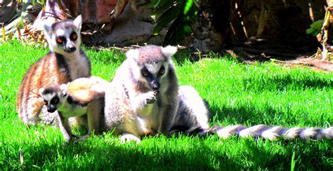 Fuengirola Zoo 2011 | Zoo, Animals, Andalusia