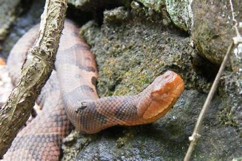 PA HERP IDENTIFICATION » Northern Copperhead